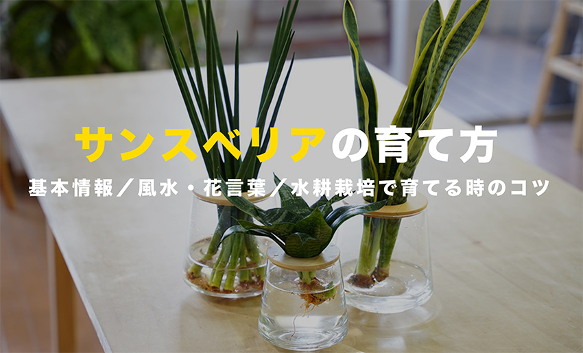 サンスベリア（トラノオ）の育て方｜種類・花言葉・風水・増やし方・水 