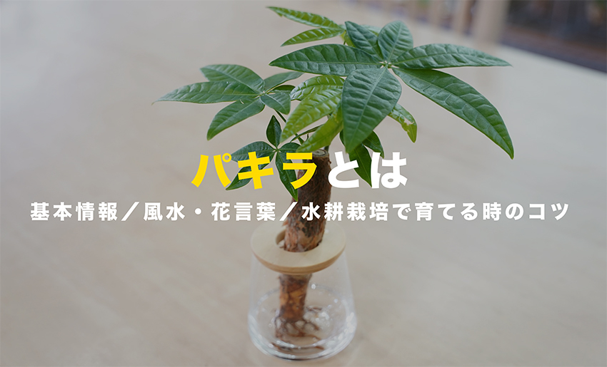 パキラの育て方|おすすめは水耕栽培!初心者向け栽培のコツを解説