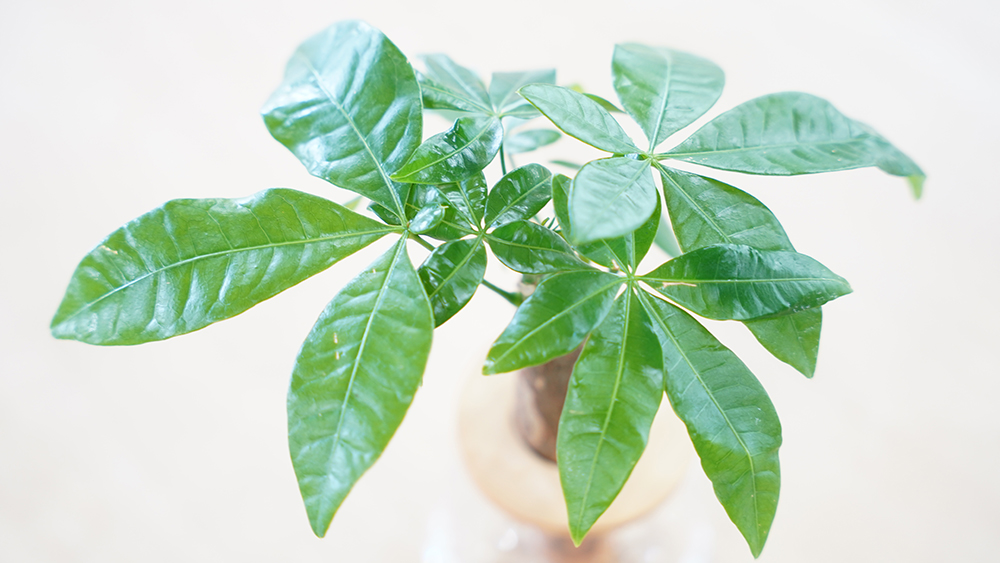 パキラは水耕栽培がおすすめ!ダイソーの観葉植物を水耕栽培で育てる方法