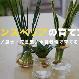 サンスベリア（トラノオ）の育て方｜初心者向け品種選び・水耕栽培