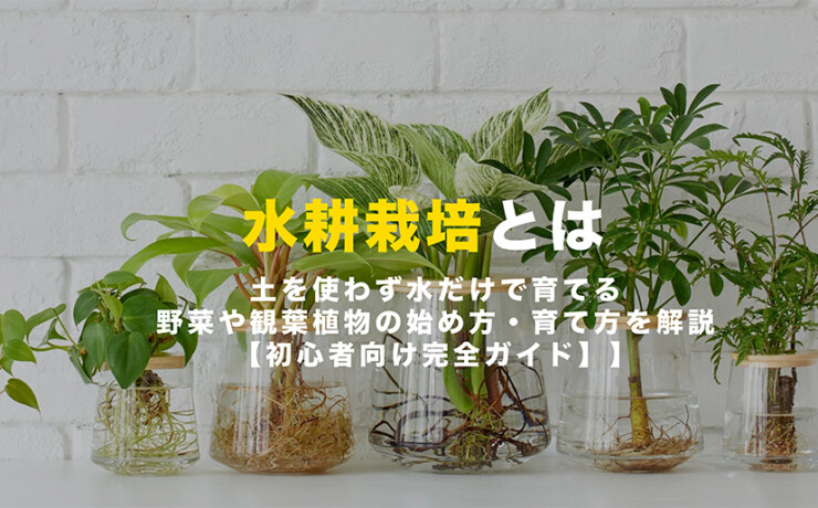 水耕栽培とは