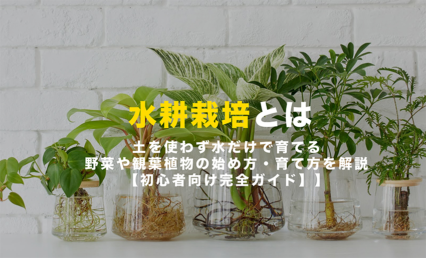 水耕栽培とは