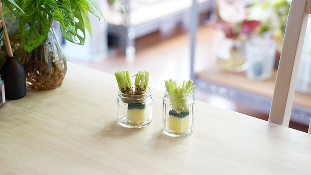 再生野菜（リボベジ）を育てている様子