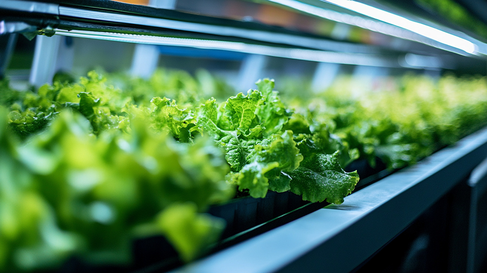 レタスを水耕栽培している植物工場の様子