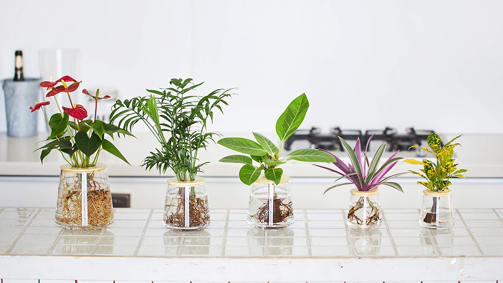 キッチンに並んでいるWOOTANGの水耕栽培の観葉植物