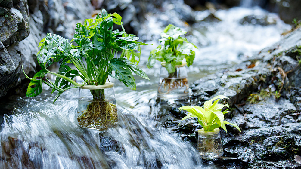 川の中にあるWOOTANGの観葉植物