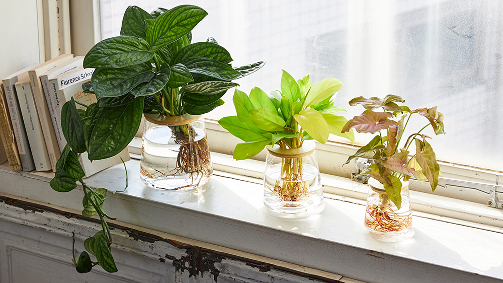 WOOTANGの観葉植物