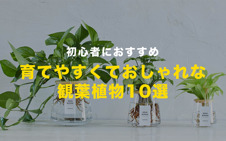 育てやすくておしゃれな観葉植物