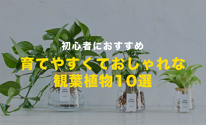 育てやすくておしゃれな観葉植物