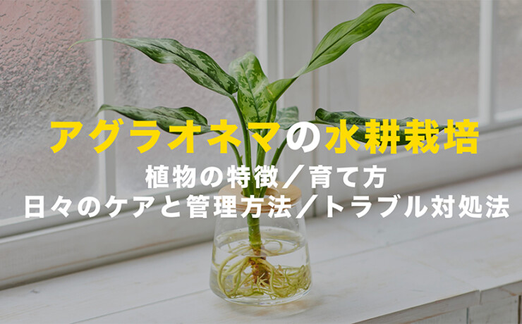アグラオネマの水耕栽培
