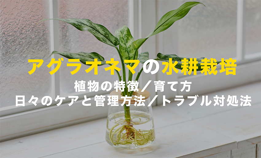 アグラオネマの水耕栽培