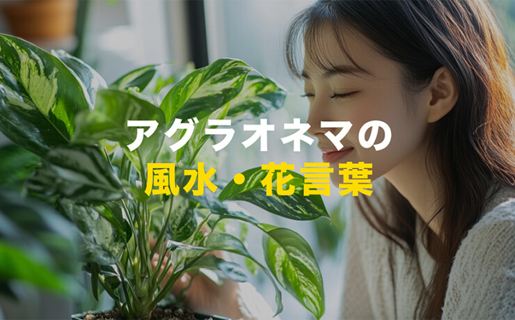 アグラオネマの風水、花言葉