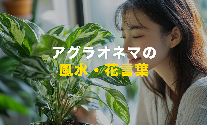 アグラオネマの風水、花言葉