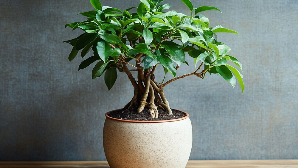 鉢植えのガジュマル