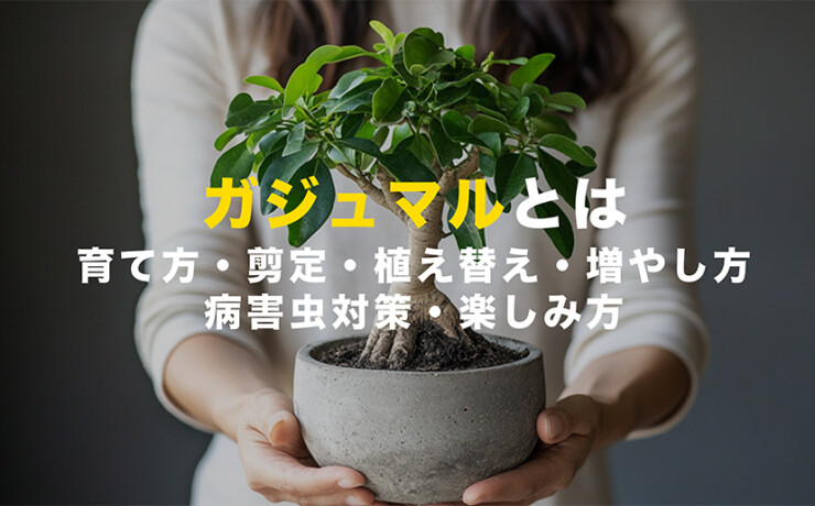 ガジュマルとは