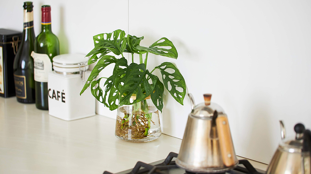 キッチンに置いてるあるWOOTANGの水耕栽培の観葉植物