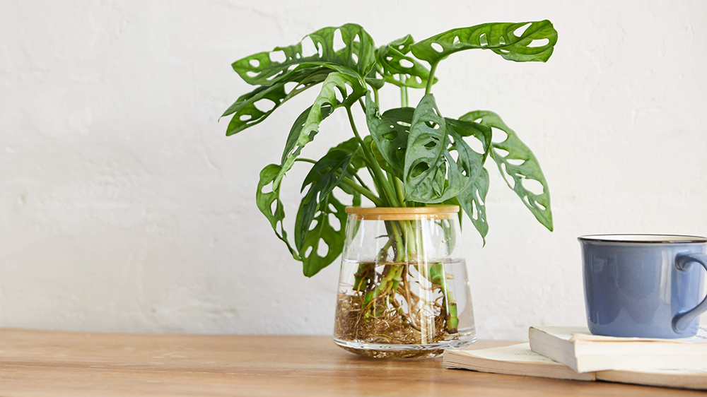 水耕栽培の植物とコーヒー