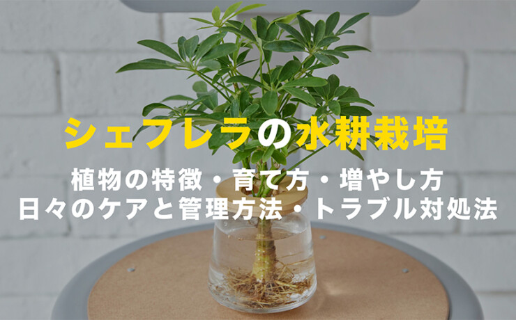 シェフレラの水耕栽培