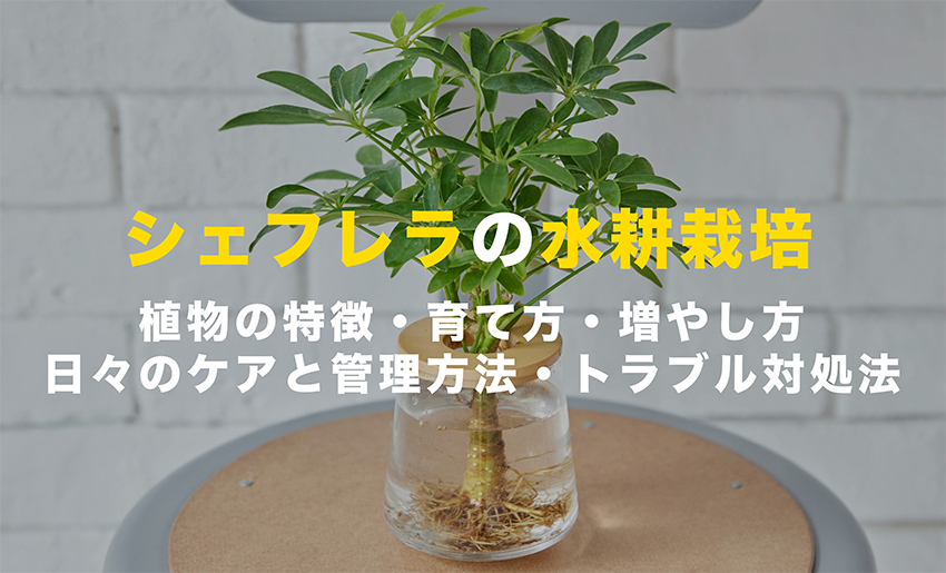 シェフレラの水耕栽培