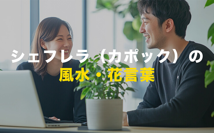 シェフレラの風水と花言葉
