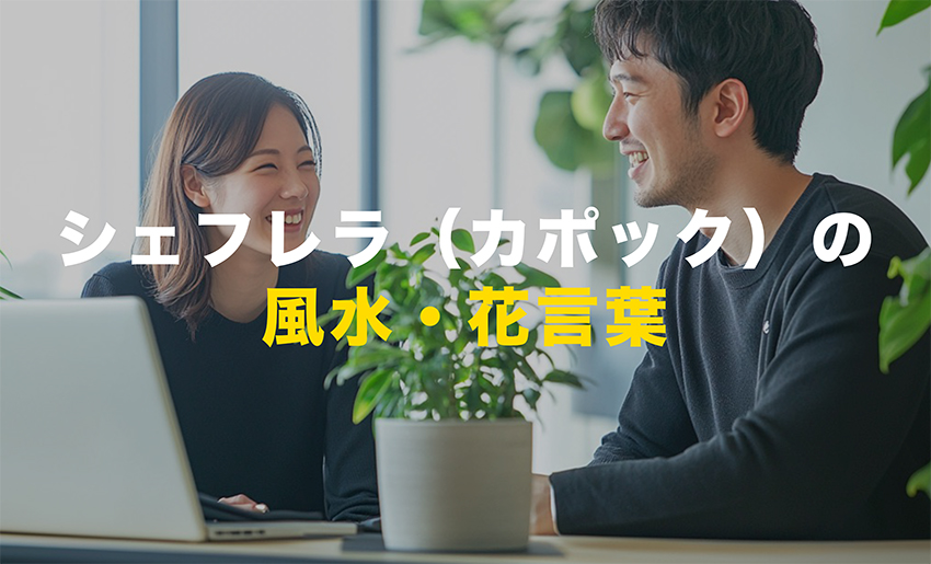 シェフレラの風水と花言葉