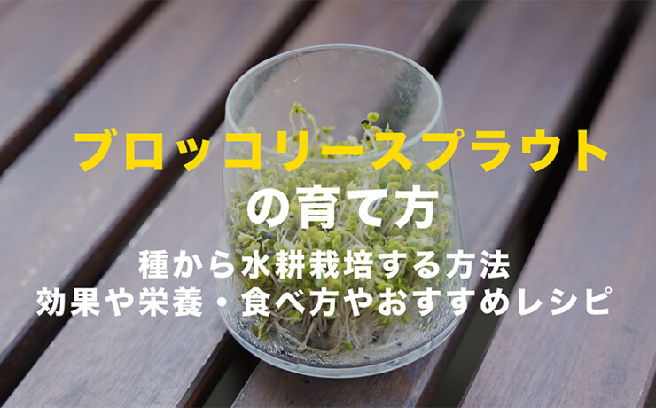 ブロッコリースプラウトの育て方