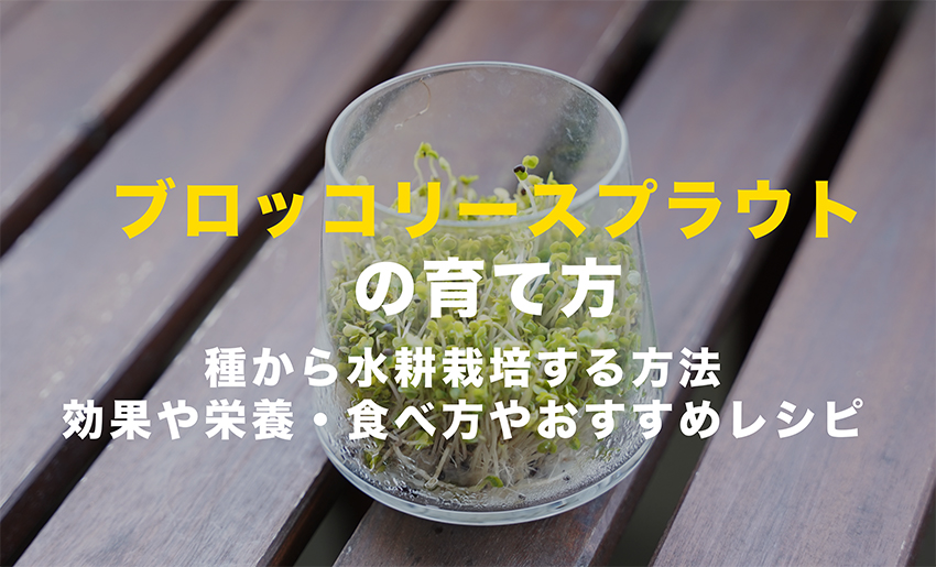 ブロッコリースプラウトの育て方