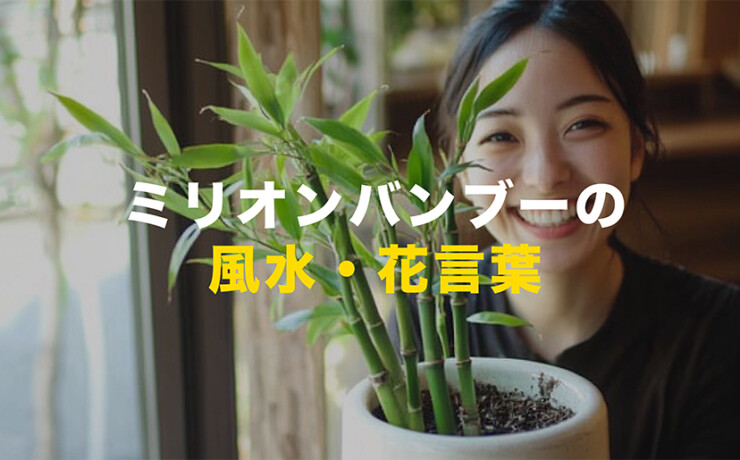 ミリオンバンブーの風水・花言葉
