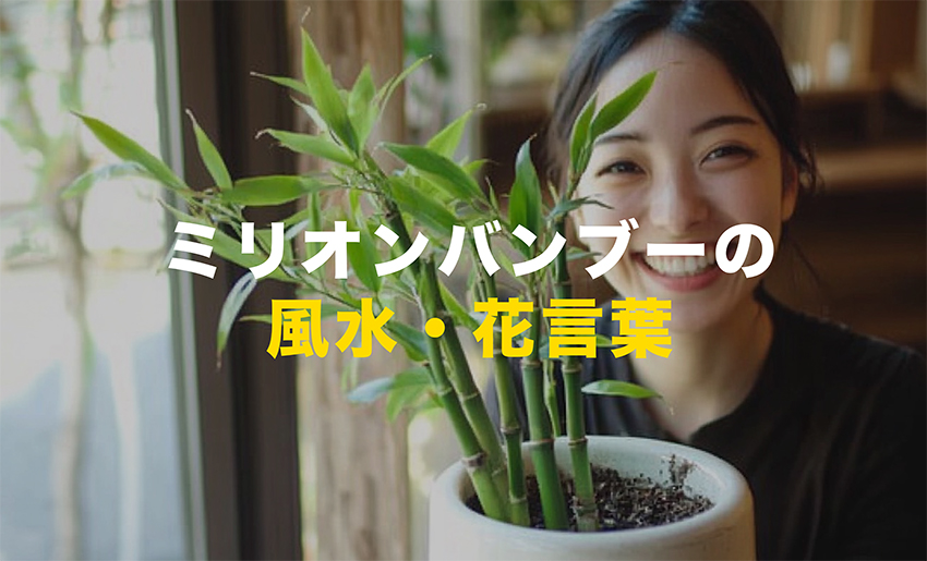 ミリオンバンブーの風水・花言葉