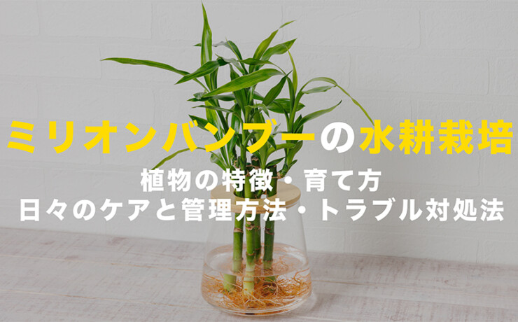 ミリオンバンブーの水耕栽培