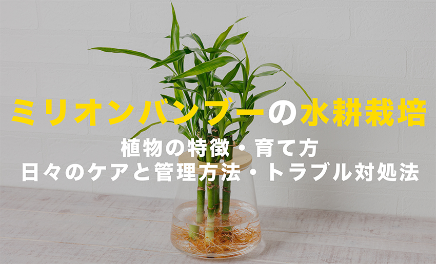 ミリオンバンブーの水耕栽培