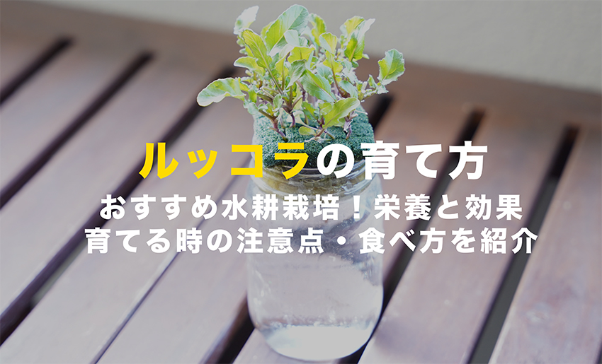 ルッコラの育て方