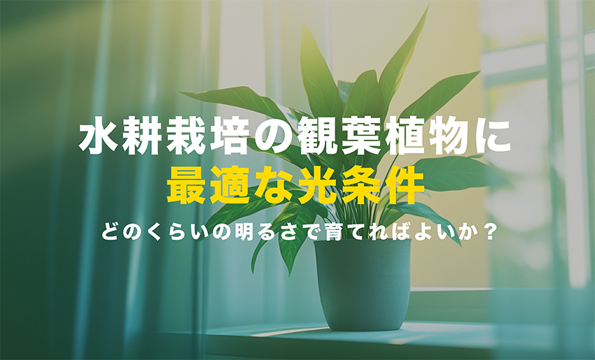 水耕栽培の観葉植物で最適な光条件
