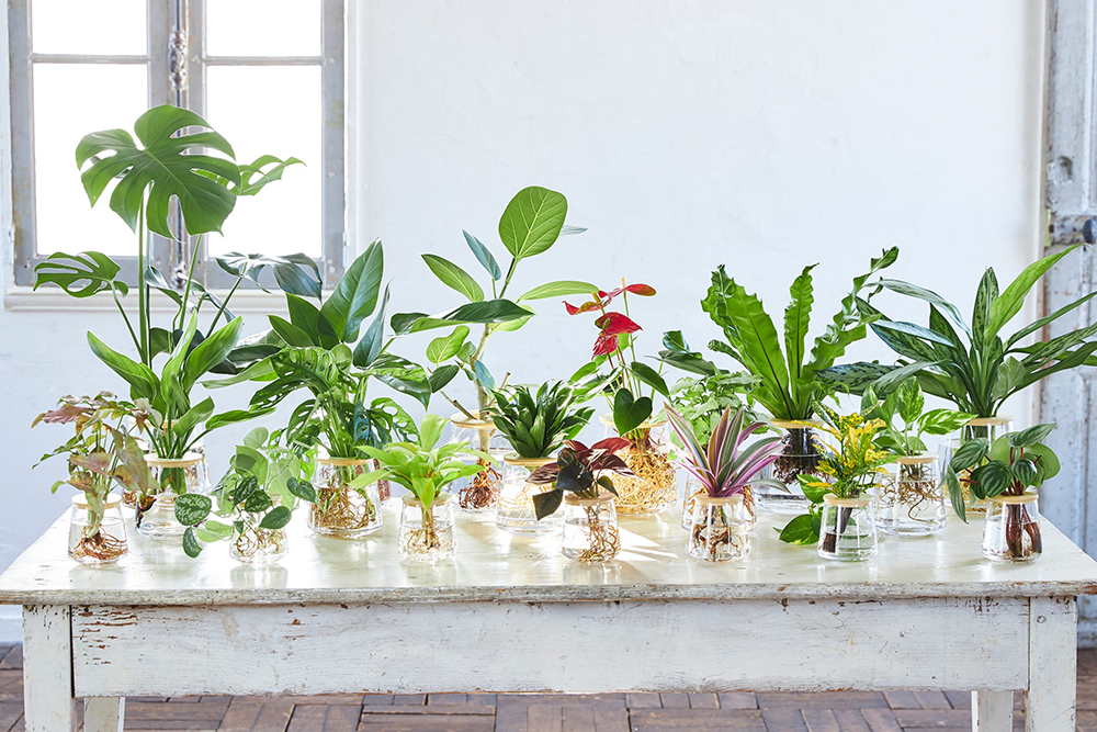 WOOTANG の観葉植物