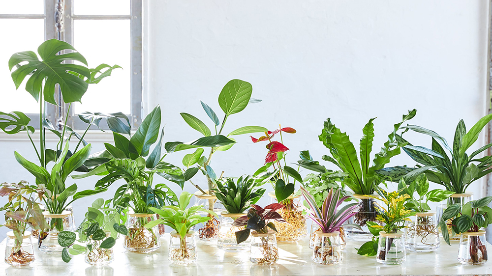 WOOTANGの観葉植物