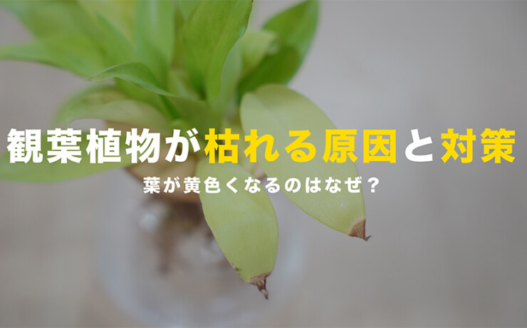 観葉植物が枯れる原因と対策