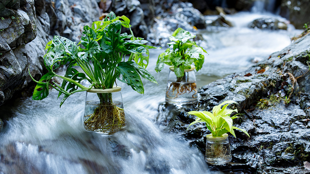川の中にあるWOOTANGの水耕栽培の植物