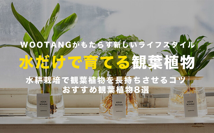 水だけ育てる観葉植物