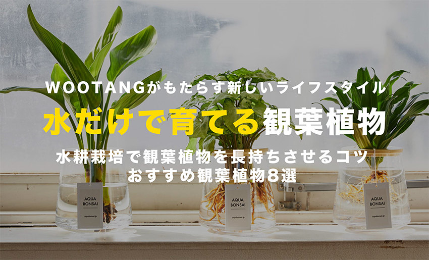 水だけ育てる観葉植物