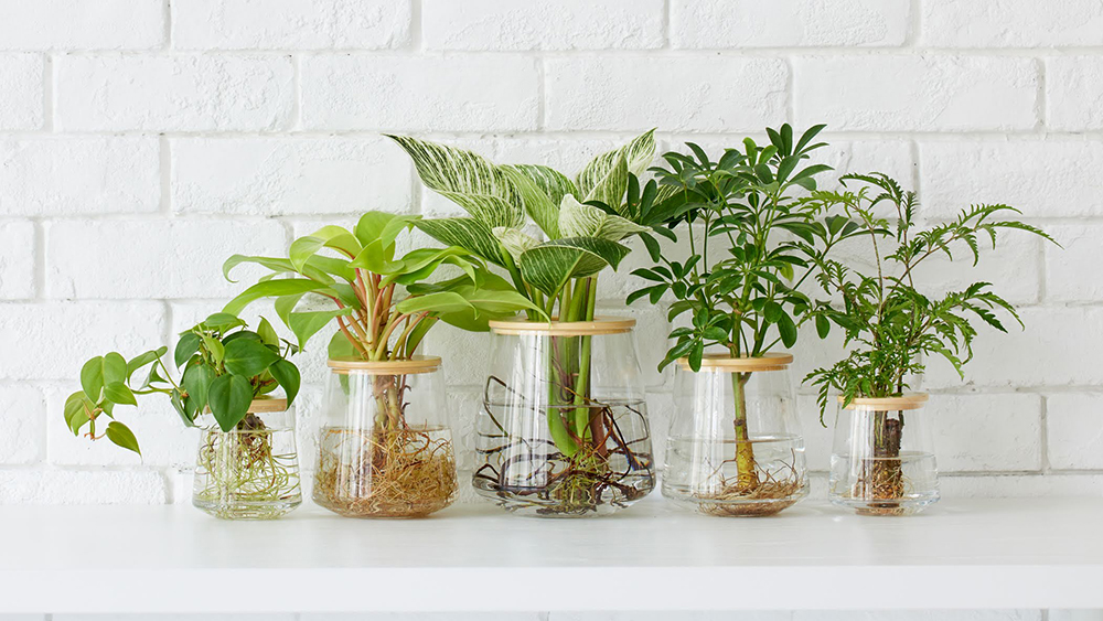 水だけ育てる観葉植物