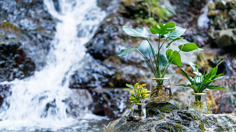 川の中にあるWOOTANGの植物