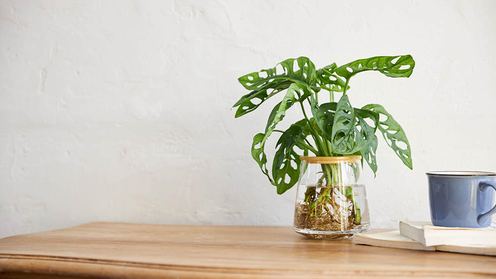 リビングに置かれているWOOTANGの観葉植物