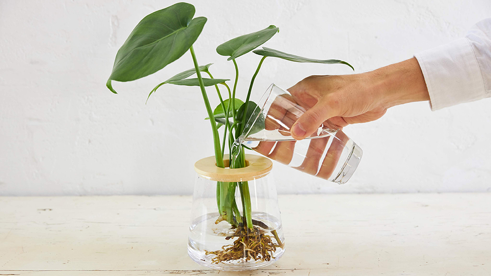 水耕栽培の観葉植物に水やりをしている様子
