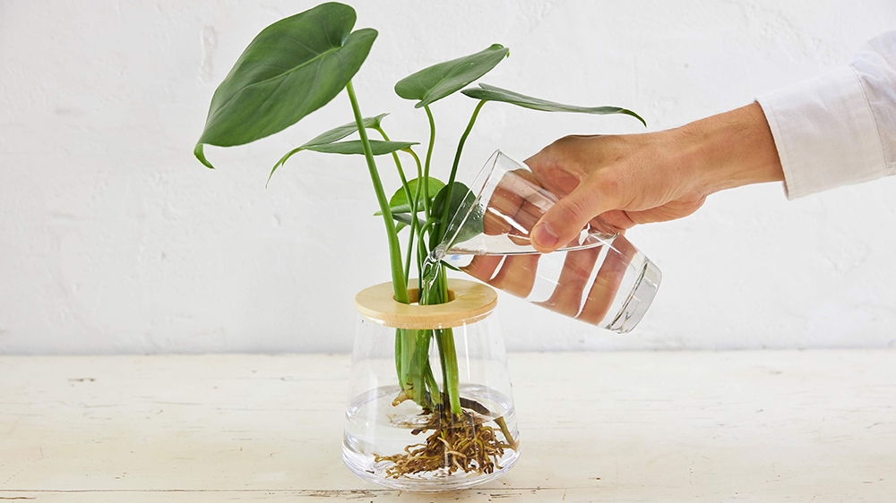 水耕栽培の観葉植物に水やりをしている様子