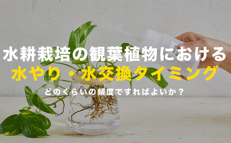 水やり