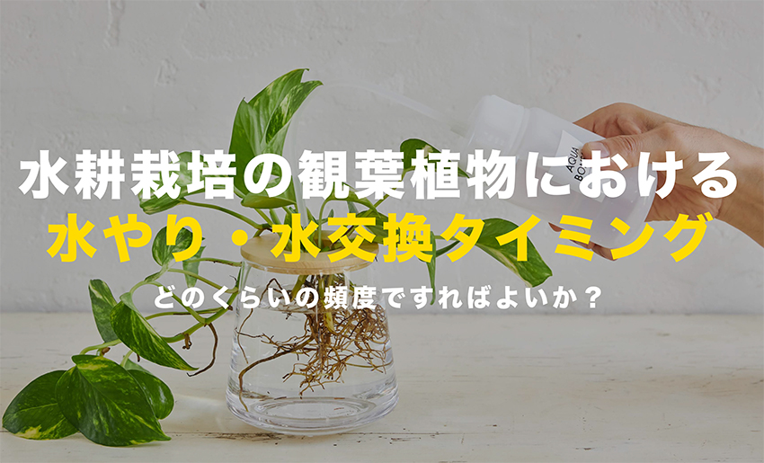 水やり