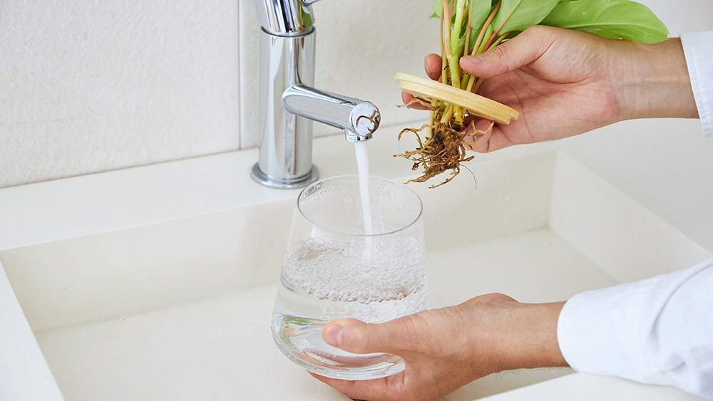 水耕栽培の観葉植物を水替えしている様子