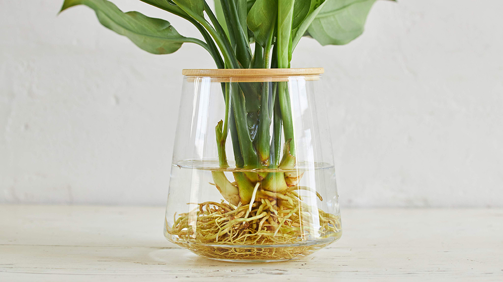 水耕栽培の観葉植物の器の中の様子