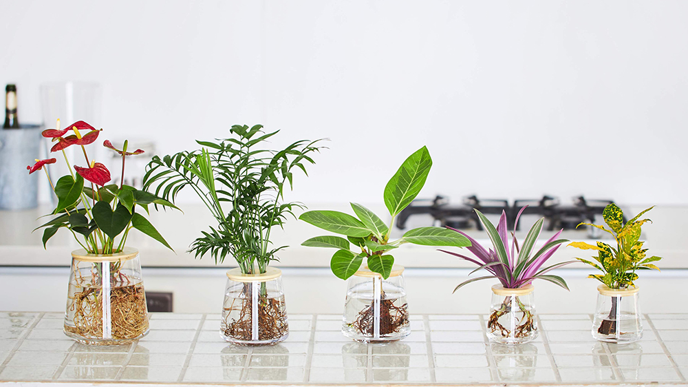 キッチンで育てているWOOTANGの水耕栽培の観葉植物