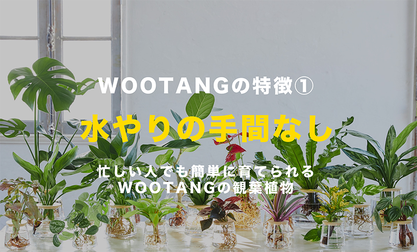水やりの手間なし